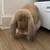 rare french lop rabbit for emergency rehoming 3 thumbnail