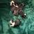 Boston Terrier puppies coming for Christmas! 5 thumbnail