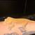 Crested geckos 2 thumbnail