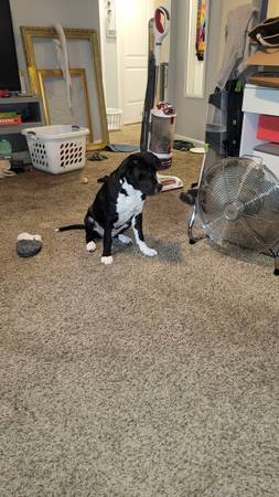 Puppies need new home63671554898947124