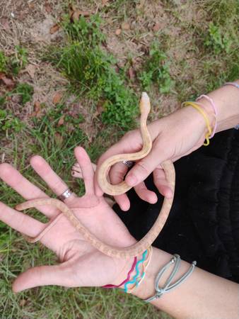 Juvenile scaleless corn (Green cove springs)63682016104835121