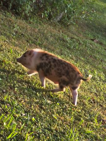 Mini Pig Buscando un nuevo hogar lo antes posible (Leesburg)63861782332163123
