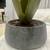 Crate & Barrel Potted Faux Agave Plant 10 thumbnail