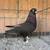 Roller pigeons 1 thumbnail