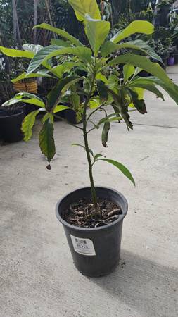 Hass avocado tree.     Aguacate 1