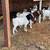 Goats For Sale 2 thumbnail