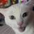 White cat with heterochromia 1 thumbnail