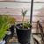 One agave, 4 succulents and one cactus 5 thumbnail