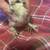 EGG LAYER CHICKS 8 thumbnail