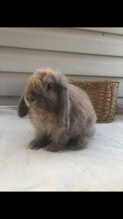 Adorable Blue Tort Holland Lop Male ?? (Alpine)
