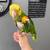 Yellow head parrot 6 thumbnail
