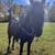 Black Gaited Gelding 8 YEAR OLD ❤️ Solid Trail Horse. 23 thumbnail