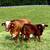 Cattle Beefmaster 24 thumbnail
