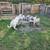 5 Kiko Goats 2 male(castrated) 3 female 1 thumbnail