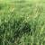 Pasture seed and lawn seed 1 thumbnail