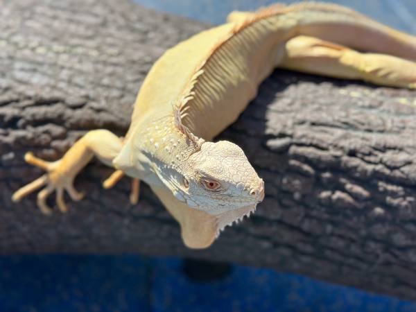 iguana albina (Oakland)63861571915137123