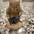 Beatrix Potter - Peter Rabbit Figurines (6) 7 thumbnail
