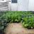 Fall Potting Soil Sale! Thru November 1st! 4 thumbnail