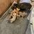 I have some kittens that need. A home 1 thumbnail