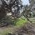 Firewood Down Oak Trees 5 thumbnail
