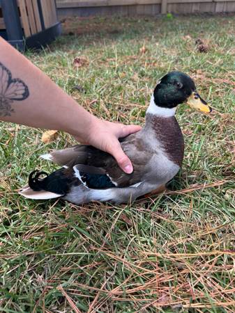 Call Ducks (Tarawa Terrace)63925384492547120