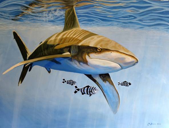 White Tip Shark and Pilot Fish 1