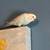 Rehome Male Parakeet 1 thumbnail