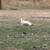 Laying hens and roosters 1 thumbnail