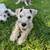 Miniature Schnauzers 2 thumbnail