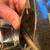 1965 1966 FoMoCo Ford Mercury remote mirror 7L galaxie marauder S 55 3 thumbnail