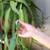 Epiphyllum oxypetalum 4 thumbnail