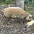 2 Boar pigs 1 thumbnail