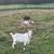 Billy Goat 6 thumbnail