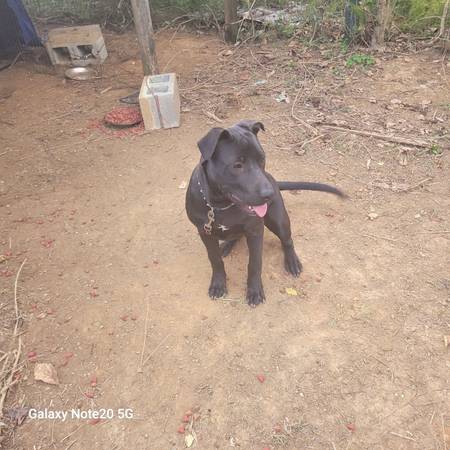 Lab Free to good home (Bulls Gap)63974941833347120