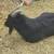 GOATS FOR SALE 3 thumbnail