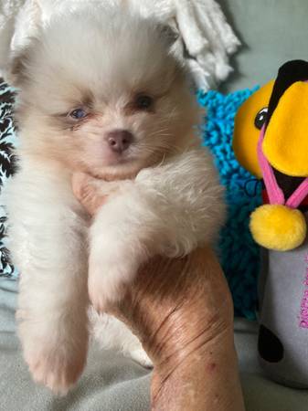 Rehoming pups (Hampton)63882942462723122