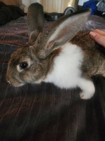 Bunnies! (Corpus Christi/Flour Bluff)63622346352897122