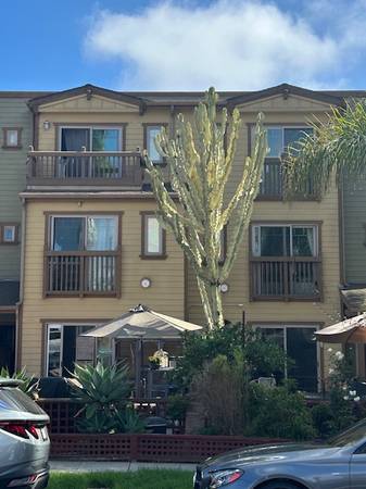 $5,900 / 3br - 1700ft2 - Beautiful Townhouse in Pacific Beach - Close to Bay and Ocean (Pacific Beach)63845976363265120