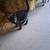 Kittens 3 thumbnail