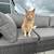 Missing Male Orange Tabby Cat 1 thumbnail