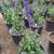 Salvia 12 thumbnail
