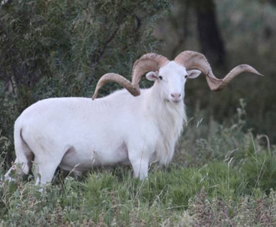 ISO RAMS 1