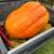 GIANT Pumpkins, organically grown beauties! + Winter Squash:) 15 thumbnail