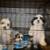 Shih-Tzu Puppies 6 thumbnail
