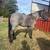 Mare 1 thumbnail