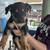 Rottweiler puppies 1 thumbnail