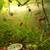Red Cherry Shrimps +platys +guppies +minnows+snails +g.grass 14 thumbnail