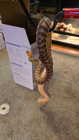 Woma python, ball python63882278561281121