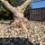 Olive tree 3 thumbnail