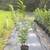American chestnut 2 thumbnail